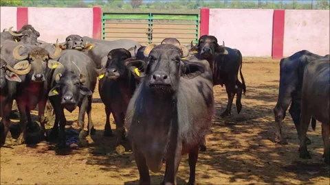 Domestic cattle in paddock, herd of cows Stock Footage 256904231
