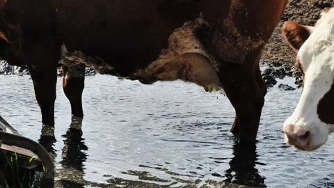 Domestic cattle standing in mud and water on a rural farm, reflecting in a Stock Footage 346225209
