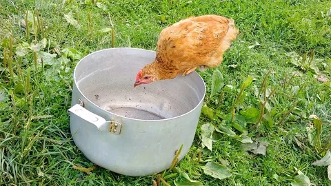 Domestic chicken is eating from an empty pot on the grass in the countryside. Stock Footage 116237265