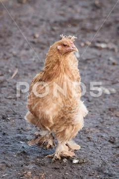 Domestic chicken on farm, close-up, rooster portrait, bird, crest and ...