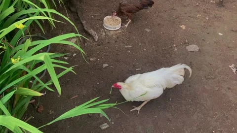 Domestic chicken Stock Footage 221008878