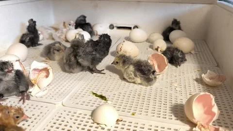 Domestic Chicken Hatching Inside Professional Incubator.Original sound. 스톡 동영상 333104264