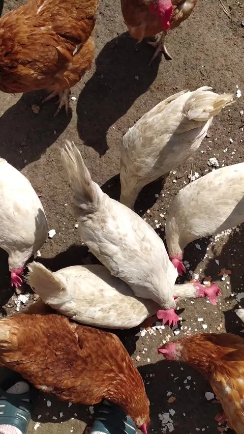Domestic Chickens Eating Eggshells On Ground Stock Footage 334615503