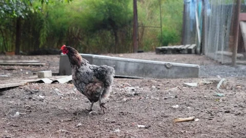 Domestic chickens Stock Footage 131208896