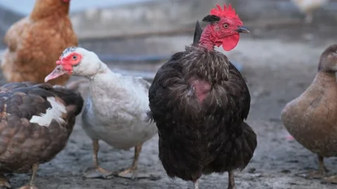 Domestic chickens Stock Footage 131209160