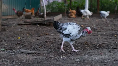 Domestic chickens Stock Footage 131209397