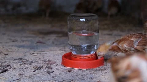 Domestic chickens. Stock Footage 160047096
