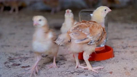 Domestic chickens. Stock Footage 160047260
