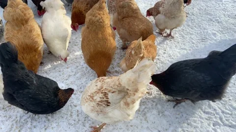 Domestic chickens Stock Footage 232931832