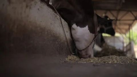 Domestic cows breeding 2 Stock-Footage 75268432