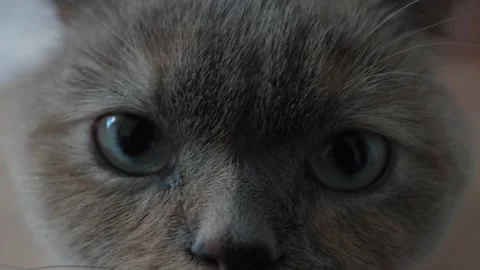 Domestic cute cat 스톡 동영상 309801065