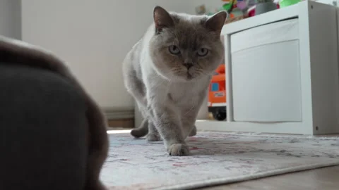 Domestic cute cat 스톡 동영상 309801074