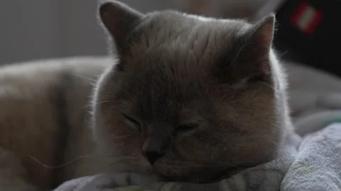 Domestic cute cat 스톡 동영상 309801076