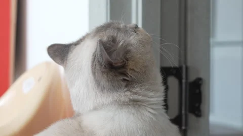 Domestic cute cat 스톡 동영상 309801079