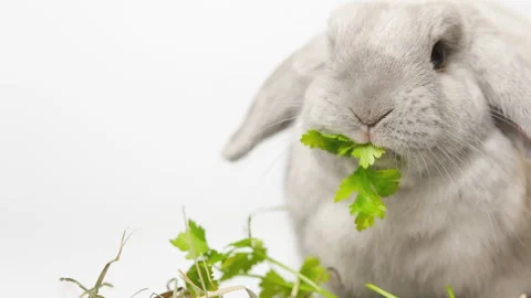 Domestic decorative bunny rabbit eats greens slow motion. Little cute bunny o Stock Footage 236846064