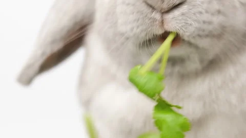Domestic decorative bunny rabbit eats greens. Little cute bunny on a light ba Stock Footage 236846191