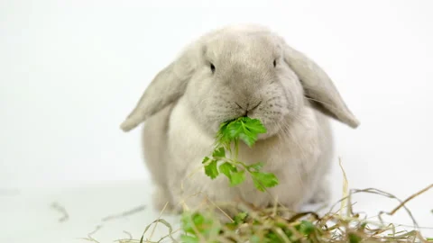 Domestic decorative rabbit eats greens and hay. Stock Footage 236839207