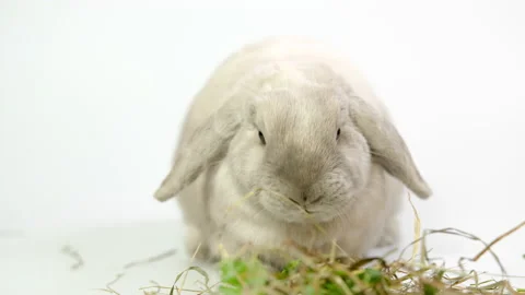 Domestic decorative rabbit eats greens and hay Stock Footage 236839564