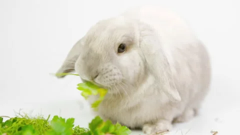 Domestic decorative rabbit eats greens. Little cute bunny on a light background. Stock Footage 236840479