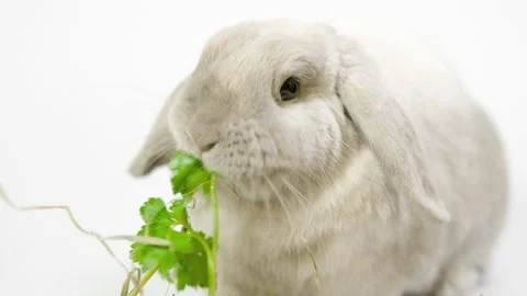 Domestic decorative rabbit eats greens. Little cute bunny on a light background. Stock Footage 236840640