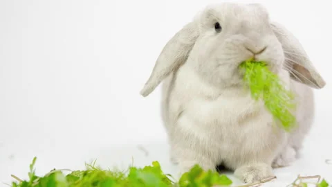 Domestic decorative rabbit eats greens. Little cute bunny on a light background. Stock Footage 236841104