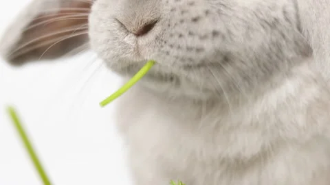 Domestic decorative rabbit eats greens. Little cute bunny on a light backgrou Stock Footage 236846253