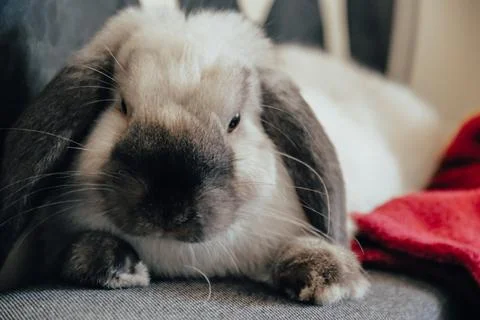 The domestic decorative rabbit of white gray color lies on the sofa bed in wa Stock Photos