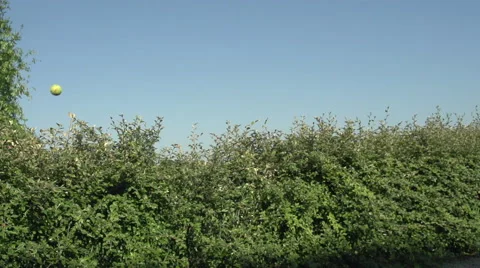 Domestic Dog, German Shepherd Dog, Male jumping above Edge, Normandy, Slow Stock Footage