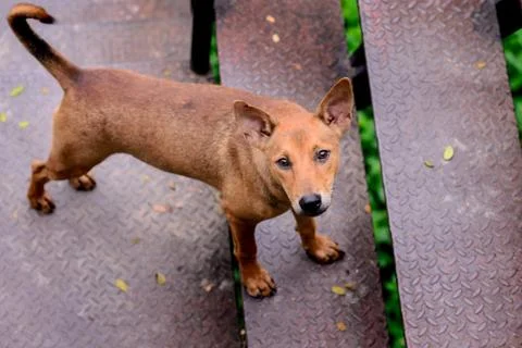 Domestic dog looking camera while stepping on staircase. Stock Photos