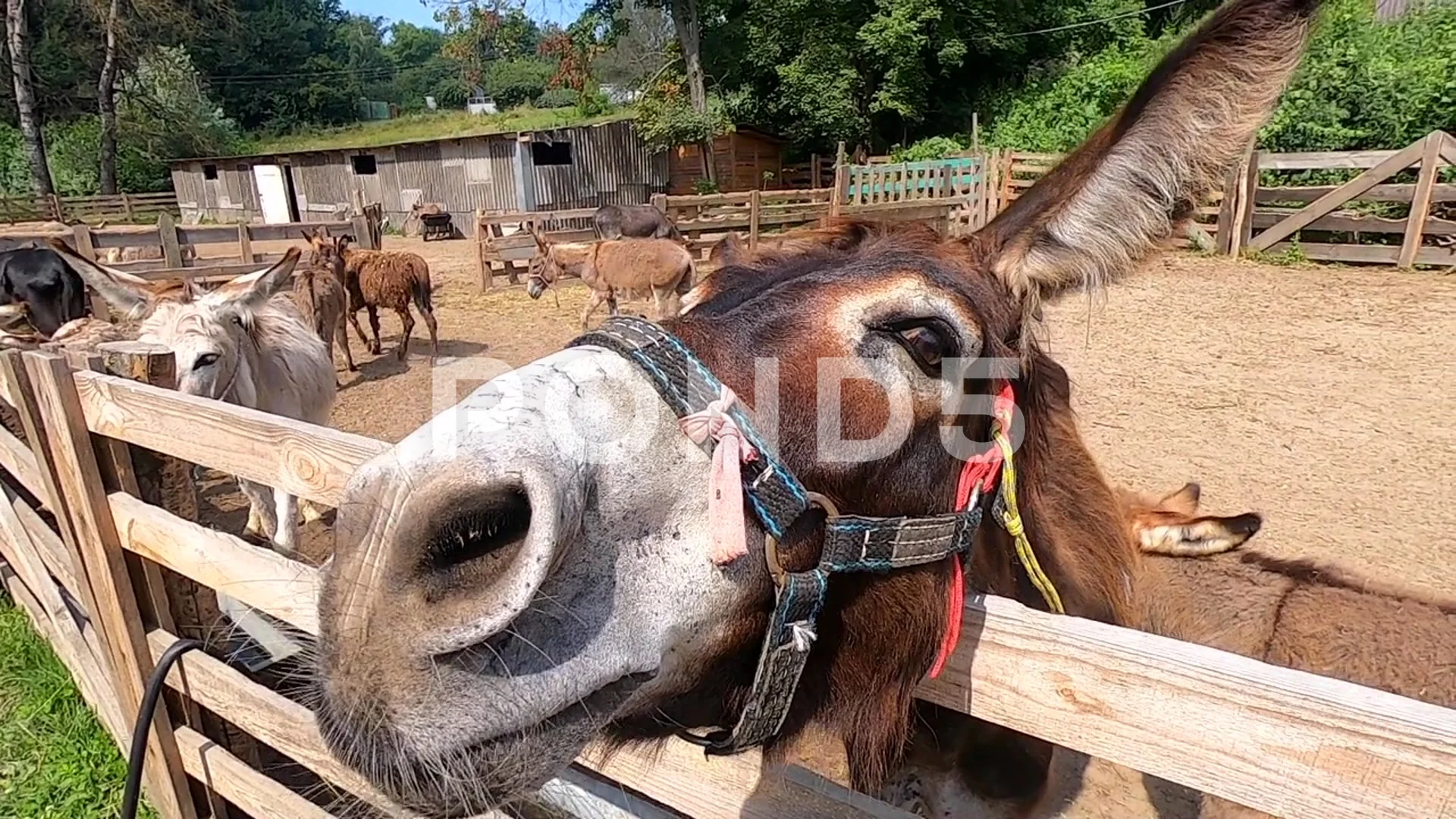 Domestic donkey, ass. Donkey muzzle head close-up