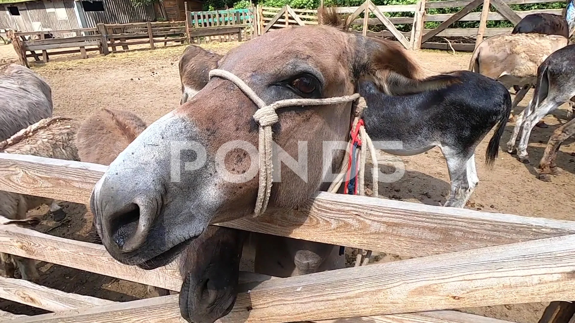 Domestic donkey, ass. Donkey muzzle head close-up