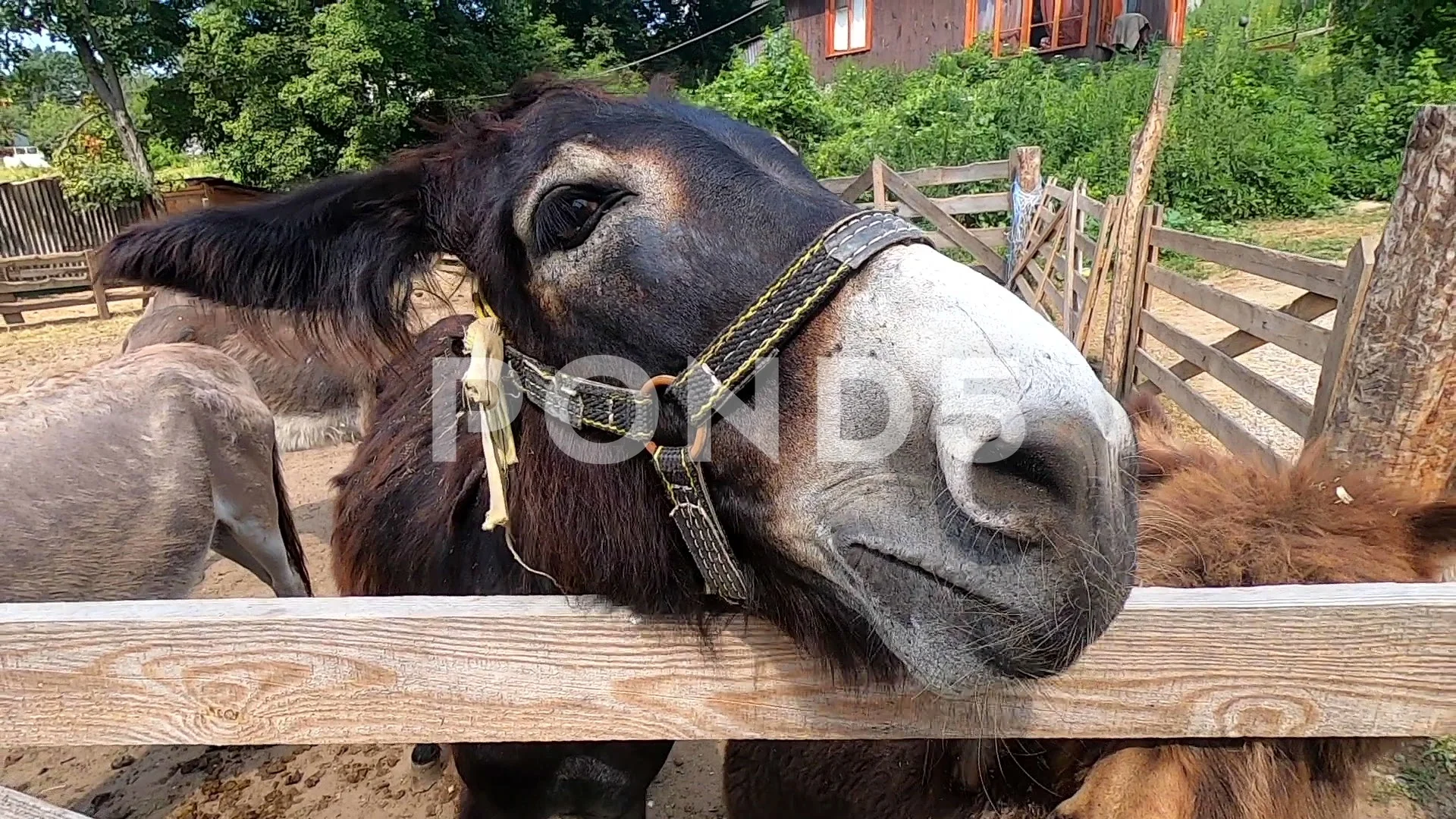 Domestic donkey, ass. Donkey muzzle head close-up