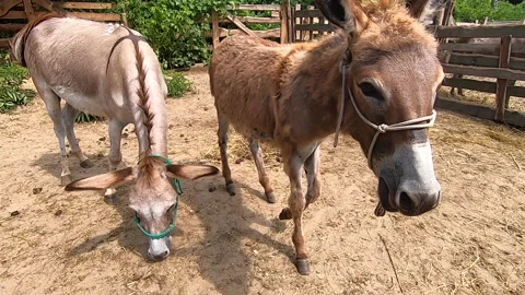 Domestic donkey, ass. Donkey muzzle head close-up. Many donkeys in paddock Stock Footage 213467265