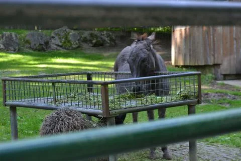 Domestic donkey (Equidae) in the zoo Stock Photos
