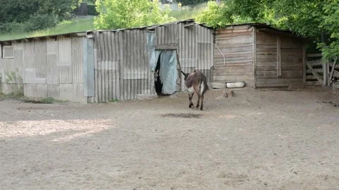 A domestic donkey walks alone through an outdoor farm enclosure. Stock Footage 341152689