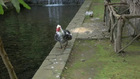 Domestic duck Stock Footage 220690662