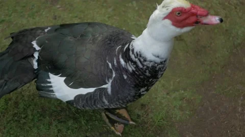 Domestic duck Stock Footage 220690668