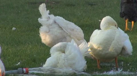 Domestic duck playing in the water Stock Footage 8917606