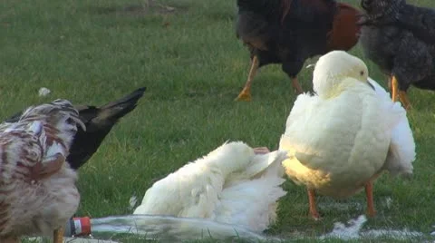 Domestic duck playing in the water Stock Footage