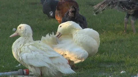 Domestic duck playing in the water 库存影片 8917662