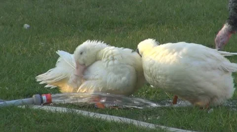 Domestic duck playing in the water Vidéo 8917894