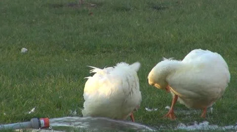 Domestic duck playing in the water Stock Footage