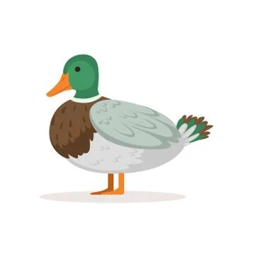Domestic duck, poultry breeding vector Illustration Stock Illustration