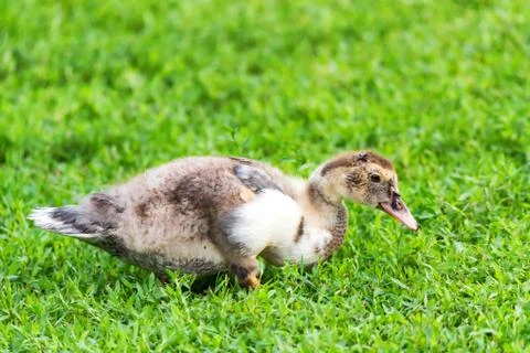 Domestic duckling eats grass Foto stock