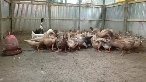 Domestic Ducks Eating Grain Inside Farm Shed Stock Footage 340934295