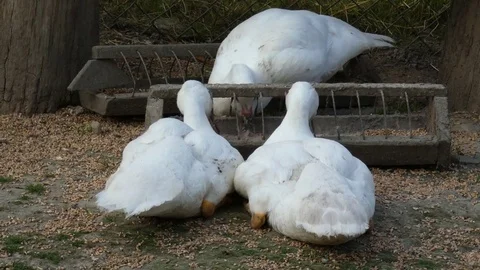 Domestic Ducks Feed Stock Footage