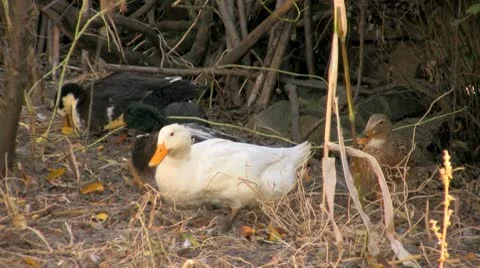 Domestic ducks Stock Footage 8838306