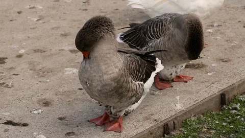 Domestic Ducks Stock Footage 127526506