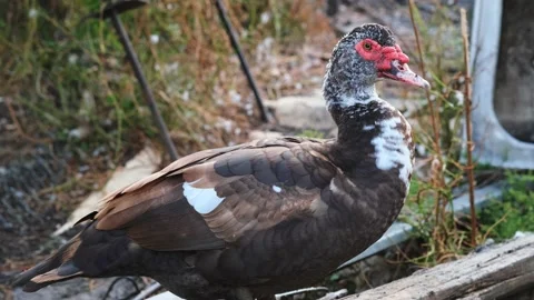 Domestic ducks Stock Footage 131208858