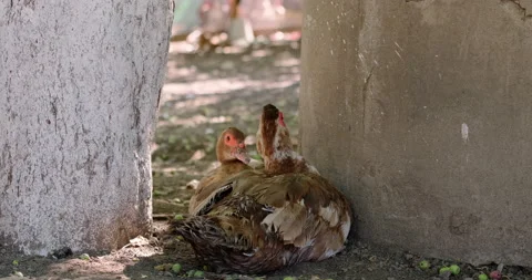 Domestic ducks Stock Footage 132310281